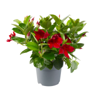 Sandavilė "Diamantina Jade Red"