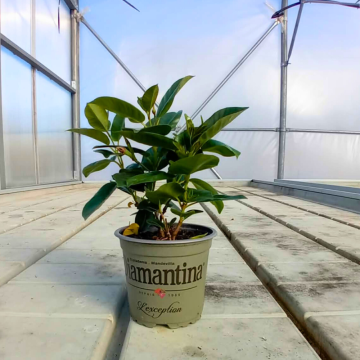 Sandavilė "Diamantina Jade Pink"