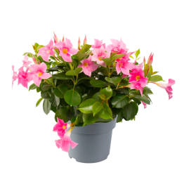 Sandavilė "Diamantina Jade Pink"
