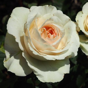 Krūminė rožė Sweet Home Roses®  Sweet Surprise™ 