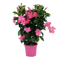 Sandavilė "Rio Pink" Sandavilė "Rio Pink"