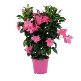 Sandavilė "Rio Pink" Sandavilė "Rio Pink"